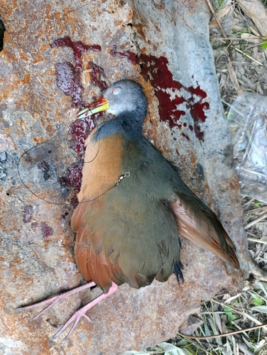 Grey-cowled Wood Rail (Aramides cajaneus), photo 10