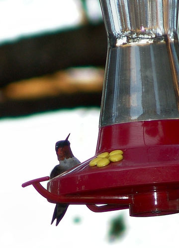 Ruby-throated Hummingbird photographed in Arkansas