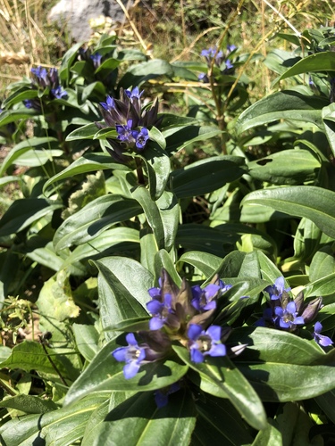 Cross Gentian