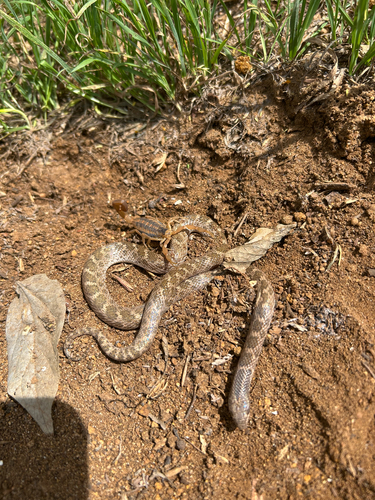 Striped Bark Scorpion, Novella, Adkins, TX, US, photo 9 of 10