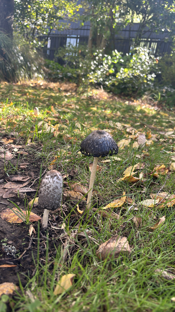 Coprinus comatus · April 2025 · photo: © jacqui66 (iNaturalist, cc-by)