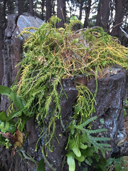 Phlegmariurus