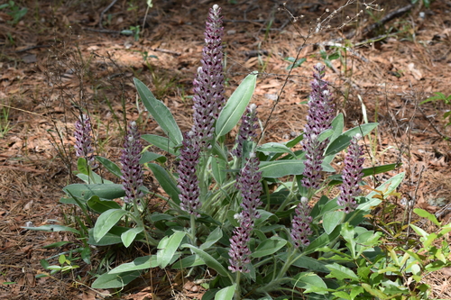 Image of Lupinus villosus by (c) Ryan Watson, some rights reserved (CC BY)