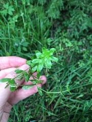 Galium asprellum