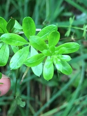Galium asprellum