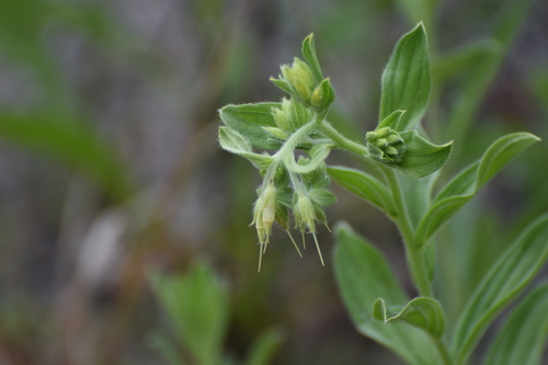 Image of Lithospermum virginianum by (c) Ryan Watson, some rights reserved (CC BY)