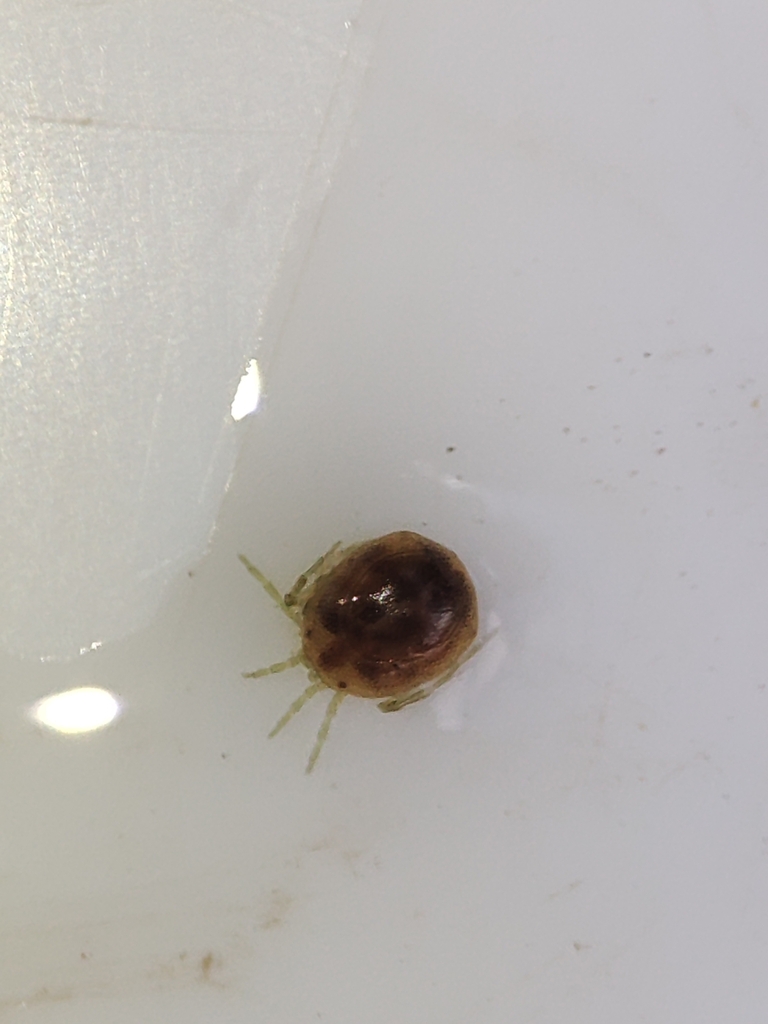 Arrenurus bicuspidator