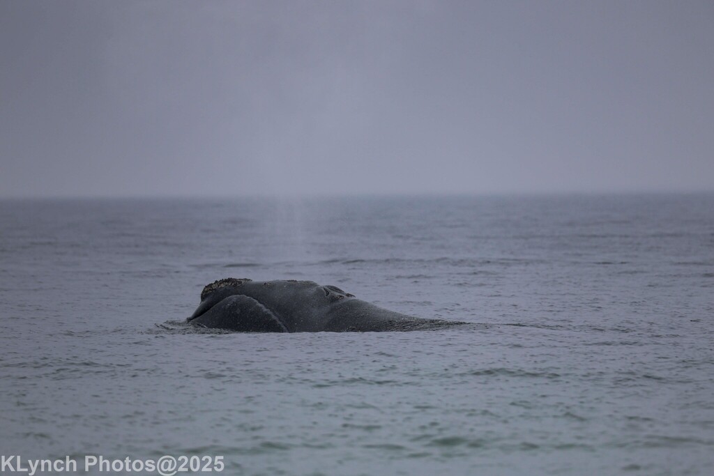 Right whale resting low at the surface, head callosities visible