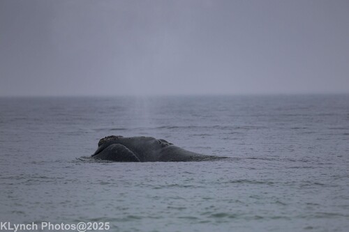North Atlantic Right Whale (Eubalaena glacialis), a species recorded in Massachusetts