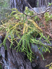 Phlegmariurus