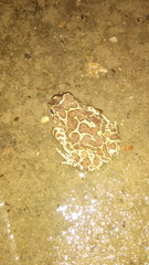 Sclerophrys mauritanica