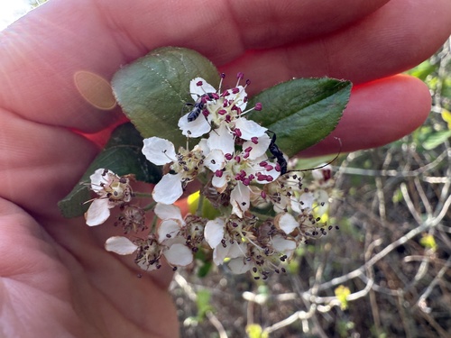 Image of Aronia arbutifolia by (c) V. Ross Johnson, some rights reserved (CC BY-SA)