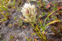 Castilleja parviflora albida