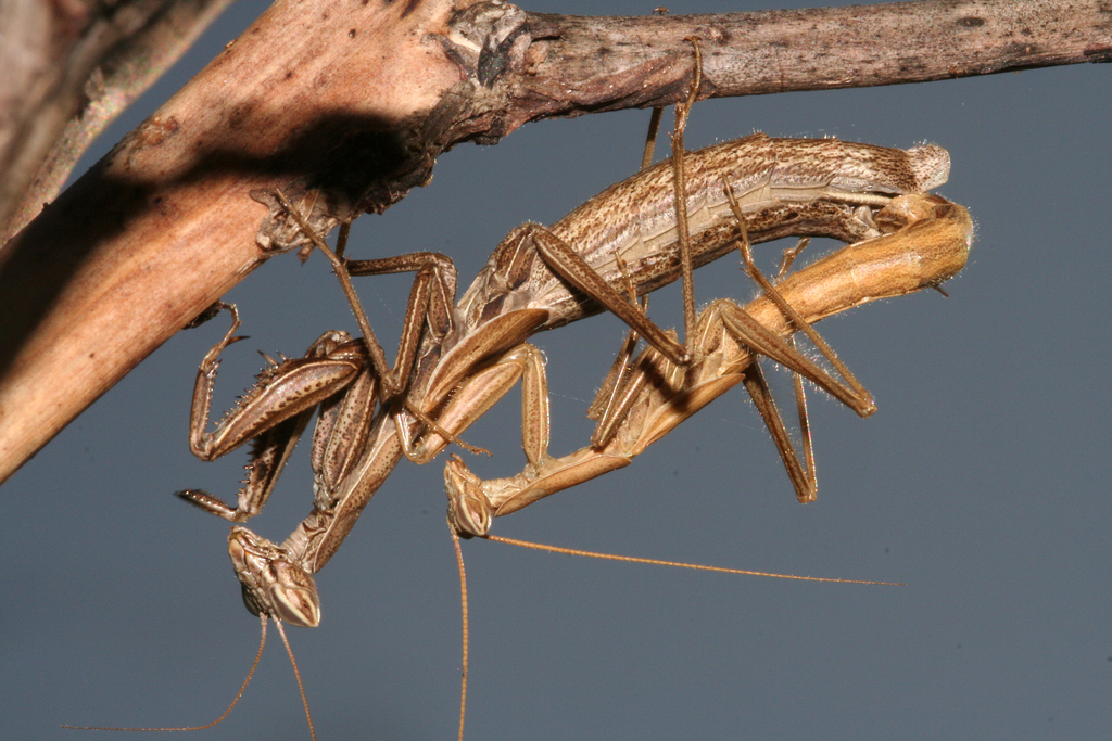 La Greca's Dwarf Mantis