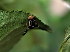 Rhagoletis pomonella