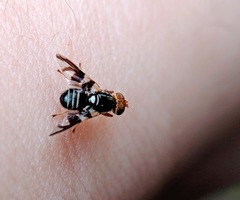 Rhagoletis pomonella