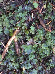 Pellia neesiana