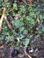 Pellia neesiana