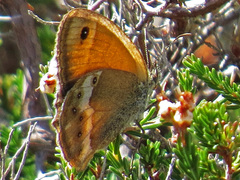 Coenonympha dorus