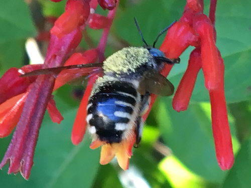 Horse-fly Carpenter Bee