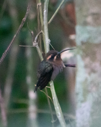 Minute Hermit (Phaethornis idaliae), photo 5