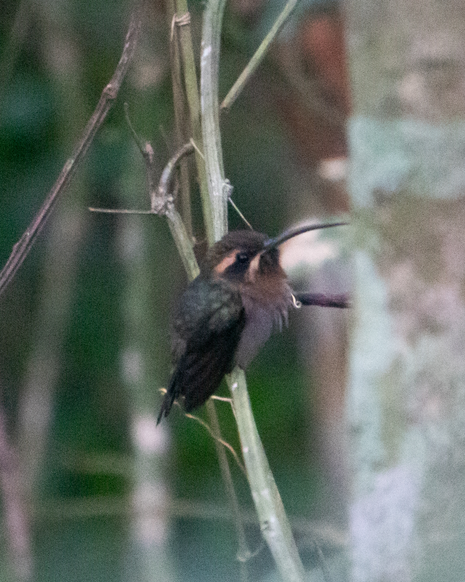 Minute Hermit (Phaethornis idaliae), photo 8