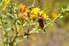 Crossidius testaceus