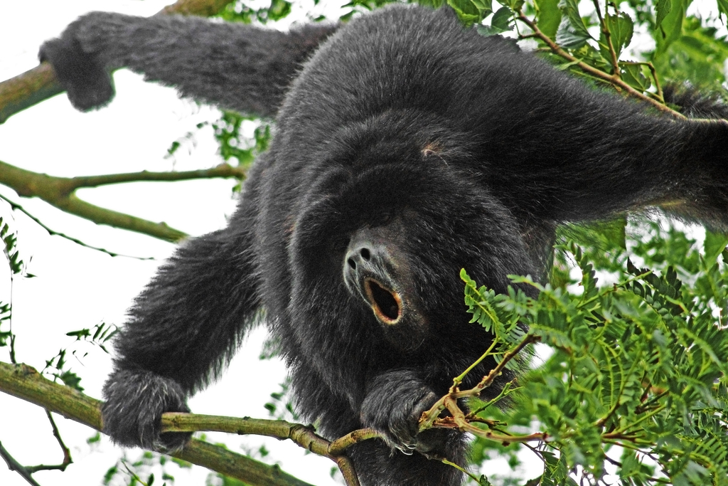 Howler Monkeys