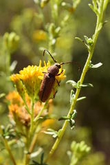 Crossidius testaceus