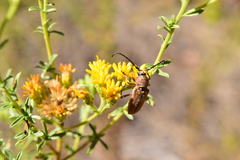 Crossidius testaceus