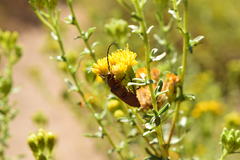 Crossidius testaceus