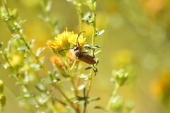 Crossidius testaceus