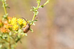 Crossidius testaceus