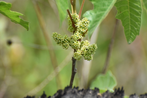 Atlantic poison oak (Toxicodendron pubescens)