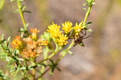 Crossidius testaceus