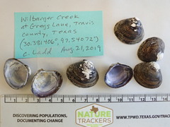 Corbicula largillierti