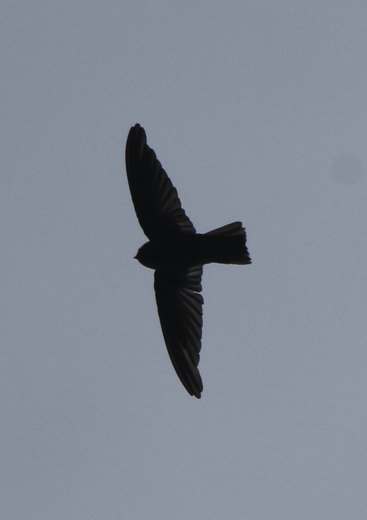 Polynesian Swiftlet