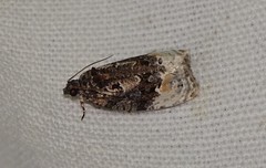 Apotomis betuletana