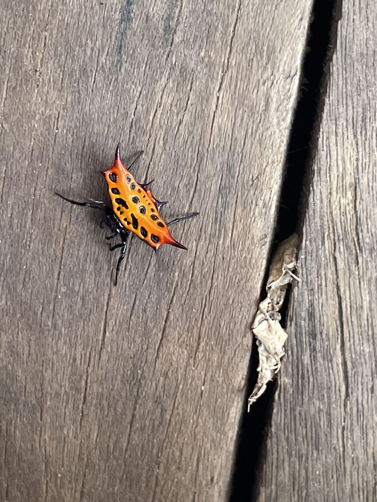 Gasteracantha notata