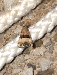 Pseudozarba bipartita