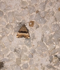 Pseudozarba bipartita