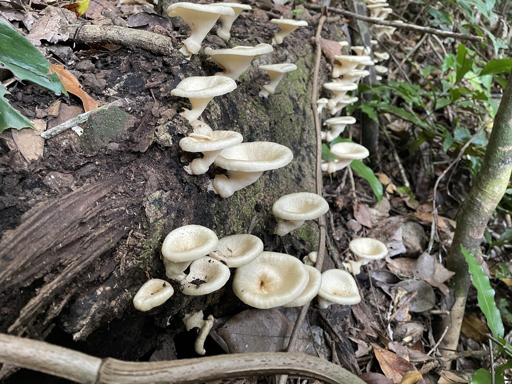 Lentinus sajor-caju · March 2025 · photo: © bushmanjim (iNaturalist, cc-by-sa)