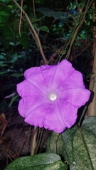 Ipomoea silvicola