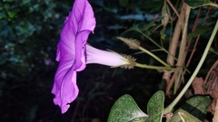 Ipomoea silvicola