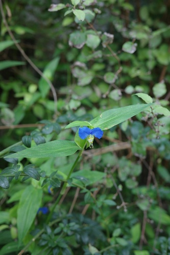 Asiatic dayflower