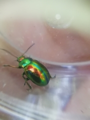 Chrysolina fastuosa