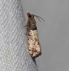 Notocelia incarnatana