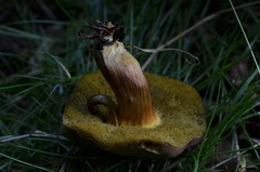 Hortiboletus engelii