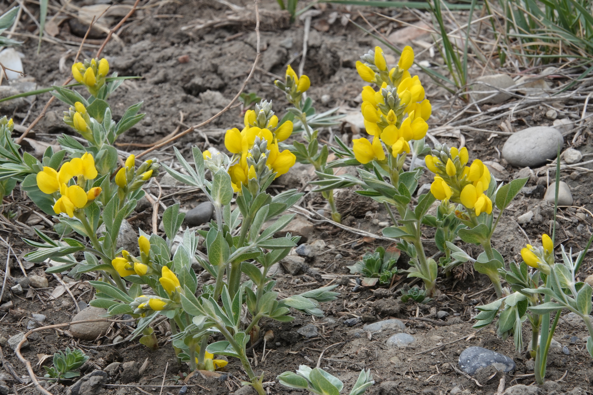 Thermopsis rhombifolia