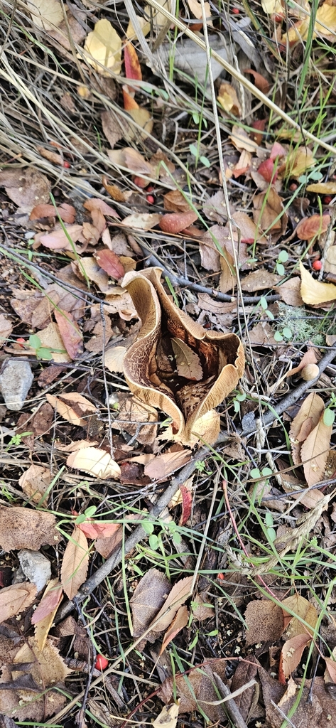 Lactarius turpis · April 2025 · photo: © shane212 (iNaturalist, cc0)